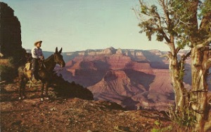 Grand Canyon National Park (3)